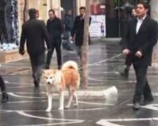 Ev heyvanlarının gəzdirilməsi