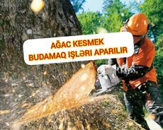 Ağacların kəsilməsi budamaq işləri aparılır