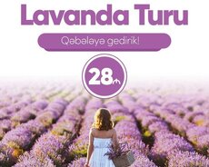 Qəbələ Lavanda turu