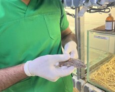 Baytar həkim, Veterinar xidməti