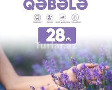 Qəbələ Lavanda turu