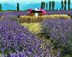 Qəbələ Lavanda səyahəti