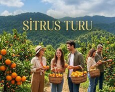 Lənkəran Astara Sitrus Turu
